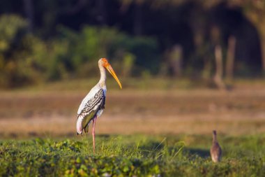 Boyalı leylek Panama doğa rezerv, Sri Lanka