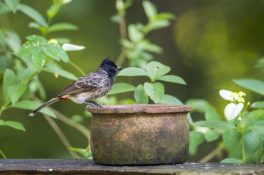 Kırmızı Bacalı bulbul Mynneriya Ulusal Park, Sri Lanka