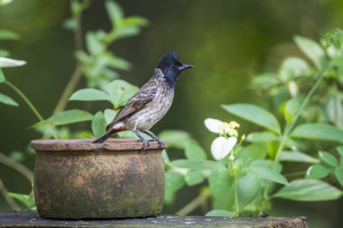 Kırmızı Bacalı bulbul Mynneriya Ulusal Park, Sri Lanka