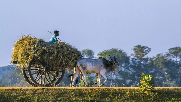 Srílanské muž na koni ox auto v Panamě, Srí Lanka — Stock fotografie