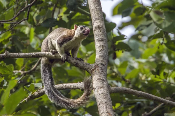 Grizzled gigantisk ekorn i Mynneriya nasjonalpark, Sri Lanka – stockfoto