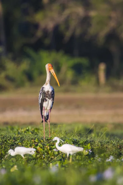 Målade Stork i Panama naturreservat, Sri Lanka — Stockfoto