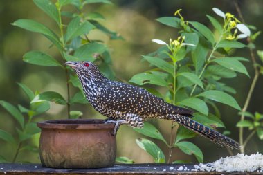 Asian koel in Minneriya national park, Sri Lanka clipart