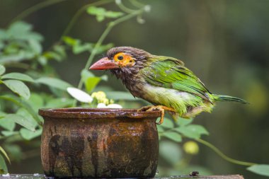 Brown-headed barbet in Minneriya national park, Sri Lanka clipart