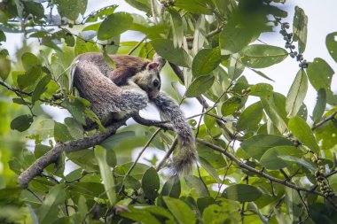 kırlaşmış dev sincap Mynneriya Ulusal Park, Sri Lanka