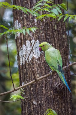 Rose halkalı muhabbet Minneriya Milli Parkı, Sri Lanka