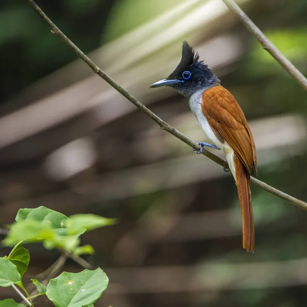 Aziatische paradijs vliegenvanger in Minneriya Nationaal Park, Sri Lanka — Stockfoto