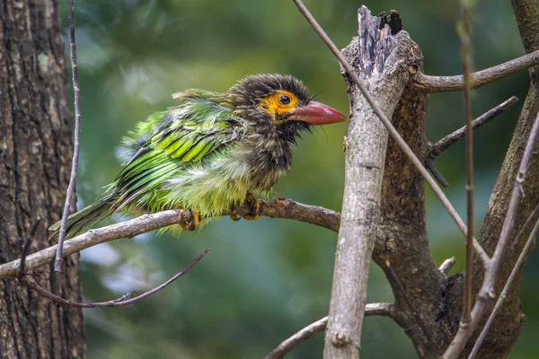 Barbet de cabeça castanha no parque nacional de Minneriya, Sri Lanka — Fotografia de Stock