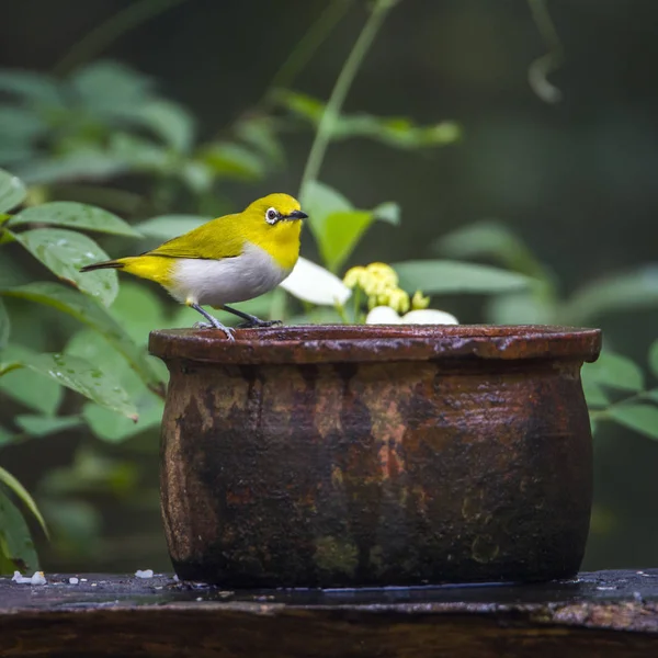 Minneriya Milli Parkı, Sri Lanka, oryantal white-eye