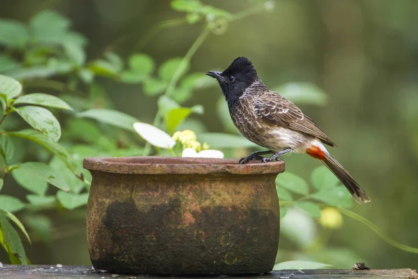 Kırmızı Bacalı bulbul Minneriya Milli Parkı, Sri Lanka