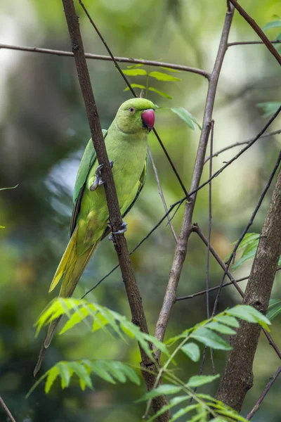 Rose halkalı muhabbet Minneriya Milli Parkı, Sri Lanka