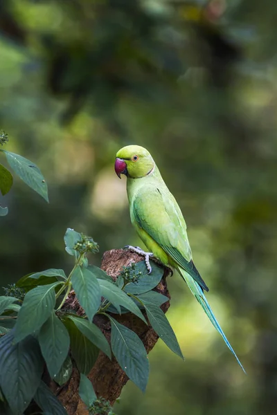 Rose-ringed parakeet in Minneriya national park, Sri Lanka — Stock Photo, Image