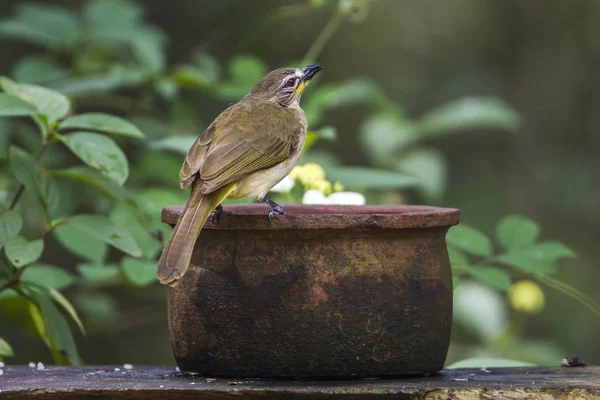 Beyaz kaşlı Bulbul Minneriya Ulusal Park, Sri Lanka