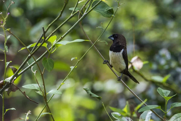 AK sokumlu munia Minneriya Ulusal Park, Sri Lanka