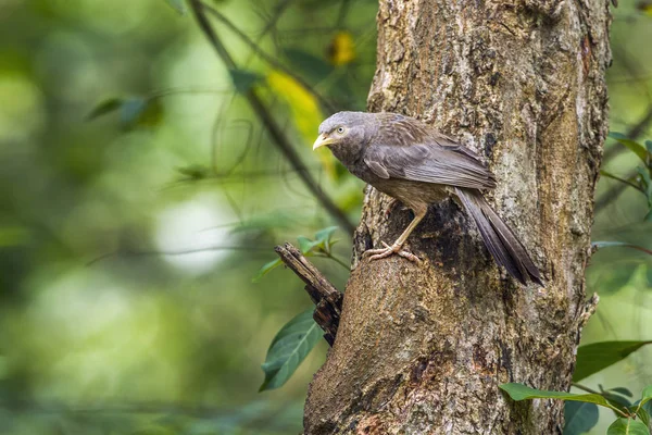 Sarı gagalı yedikardeşi Minneriya Milli Parkı, Sri Lanka