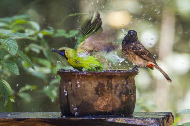 Jerdon's Leafbird and Red-vented bulbul in Minneriya national pa clipart