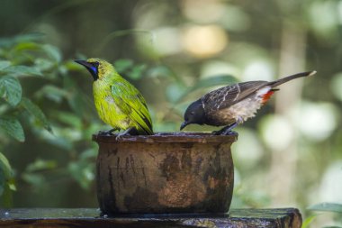 Jerdon'ın yaprak ve kırmızı Bacalı bulbul Minneriya Ulusal PA