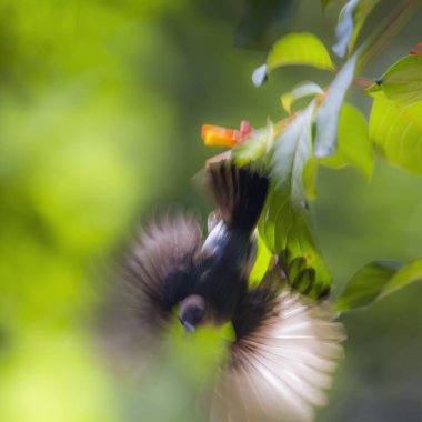 Kırmızı Bacalı bulbul Minneriya Milli Parkı, Sri Lanka