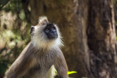 Püsküllü gri langur Minneriya Ulusal Park, Sri Lanka