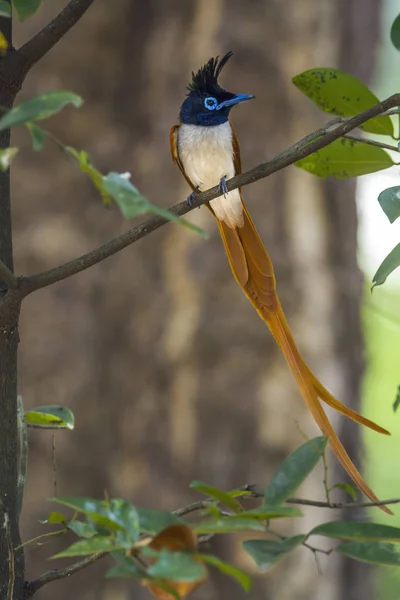 Aziatische paradijs vliegenvanger in Minneriya Nationaal Park, Sri Lanka — Stockfoto
