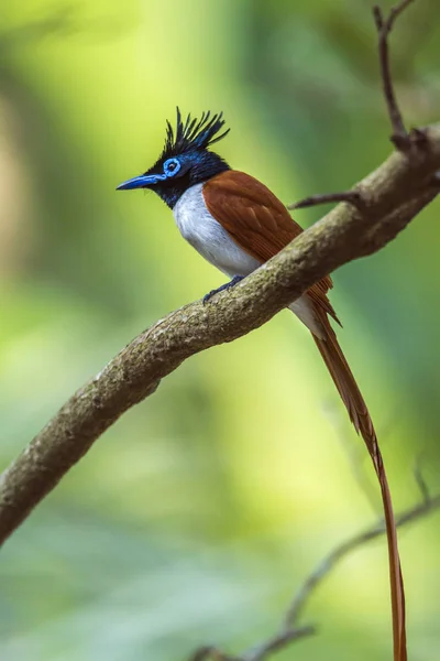 Aziatische paradijs vliegenvanger in Minneriya Nationaal Park, Sri Lanka — Stockfoto