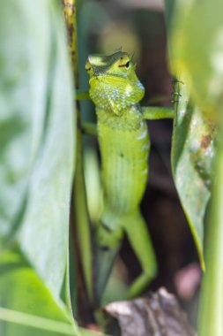 Ella, Uva Eyaleti, Sri Lanka yeşil orman kertenkele