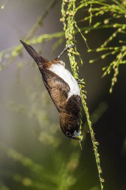 AK sokumlu munia Ella, Uva Eyaleti, Sri Lanka