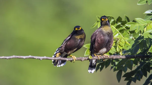 Common mynah in Ella, Uva province, Sri Lanka — Stock Photo, Image