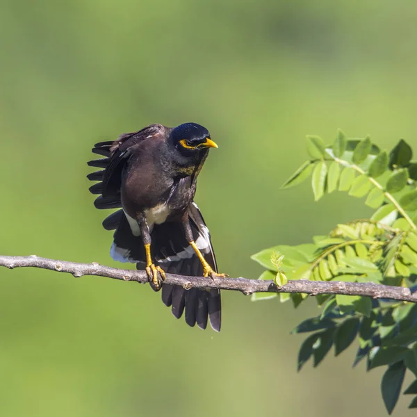 Mynah comum em Ella, província de Uva, Sri Lanka — Fotografia de Stock