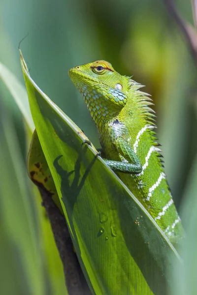 Green forest lizard in Ella, Uva province, Sri Lanka — Stock Photo, Image