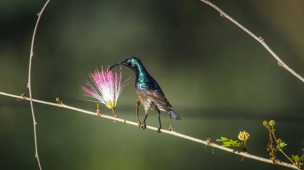 Lange-billed Sunbird in Ella, provincie Uva, Sri Lanka — Stockfoto