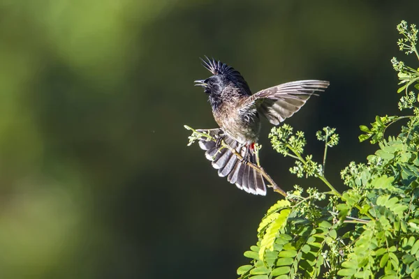 Bulbul con ventilación roja en Ella, provincia de Uva, Sri Lanka — Foto de Stock