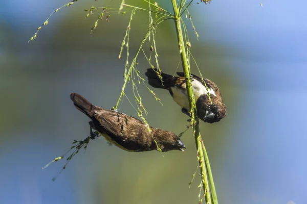 White-rumped munia in Ella, Uva province, Sri Lanka — Stock Photo, Image