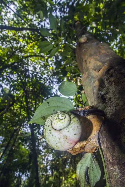 Giant tree snail in Sinharaja Forest Reserve, Sri Lanka — Stock Photo, Image