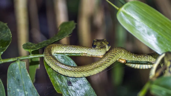 Sri Lankaanse pit-viper in Sinharaja bos resreve, Sri Lanka — Stockfoto