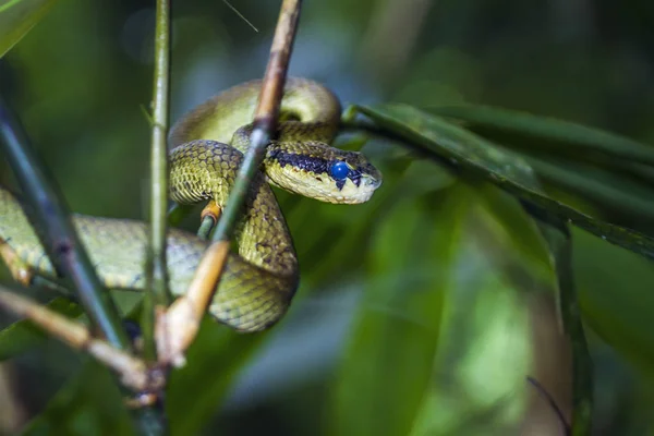 Víbora de pozo de Sri Lanka en el bosque de Sinharaja resreve, Sri Lanka — Foto de Stock