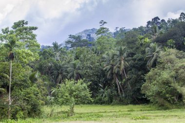 Sinharaja yağmur ormanı rezerv, Sri Lanka Milli Parkı