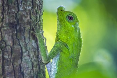 Kambur burunlu kertenkele Sinharaja ormandaki rezerv, Sri Lanka