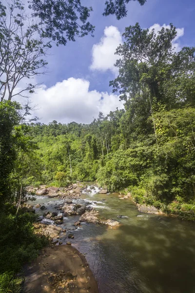 Sinharaja rain Forest Reserve, Sri Lanka national park — Stock Photo, Image