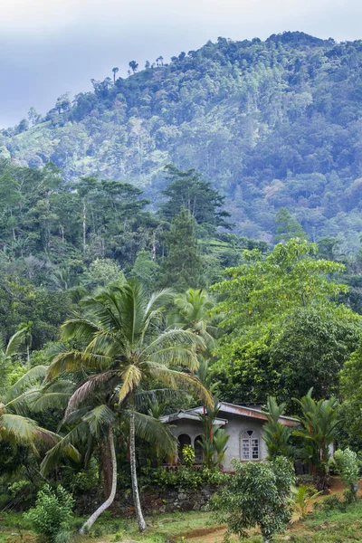 Sinharaja rain Forest Reserve, Sri Lanka national park — Stock Photo, Image