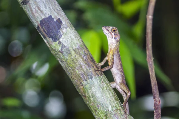 Brown-yamalı kanguru kertenkele Sinharaja, Sri Lanka
