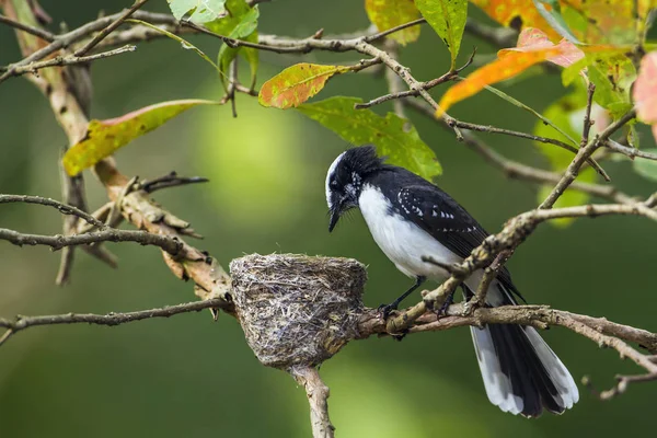 Λευκό-browed fantail flycatcher σε Uda walawe Εθνικό Πάρκο Σρι — Φωτογραφία Αρχείου