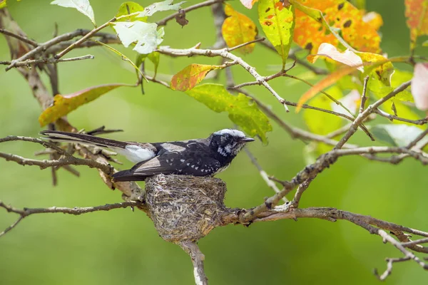 Λευκό-browed fantail flycatcher σε Uda walawe Εθνικό Πάρκο Σρι — Φωτογραφία Αρχείου