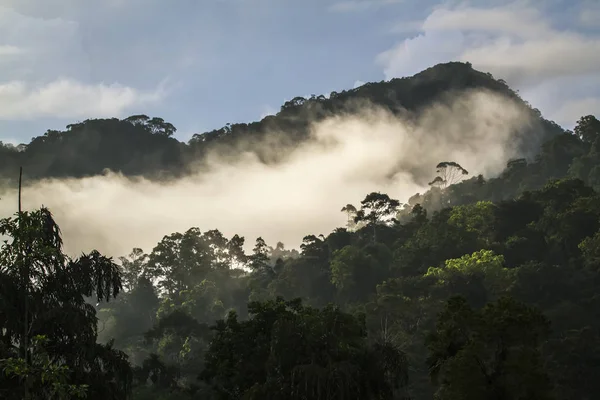 Sinharaja reserva natural floresta tropical, Sri Lanka — Fotografia de Stock