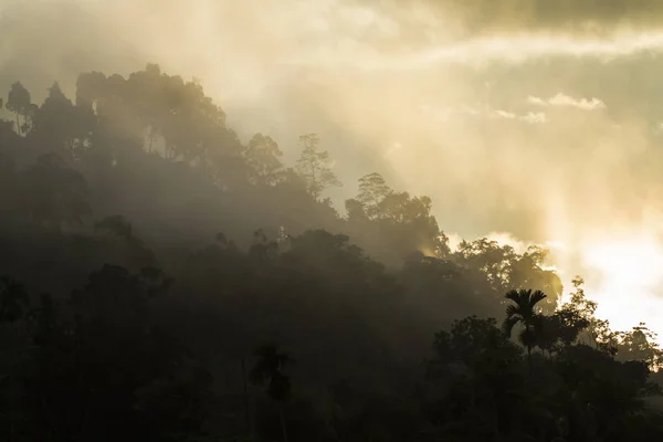 Reserva natural de la selva tropical de Sinharaja, Sri Lanka —  Fotos de Stock