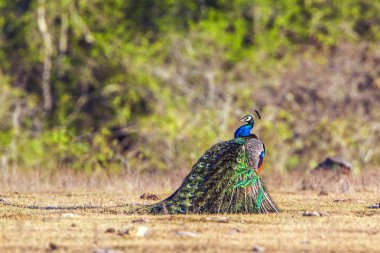 Indian peafowl in Bundala national park, Sri Lanka clipart