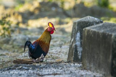 Bundala Milli Parkı, Sri Lanka, Sri Lanka junglefowl
