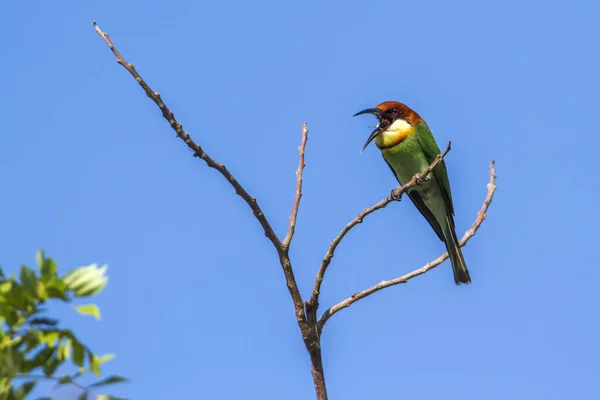 Apicoltore dalla testa di castagno nel parco nazionale di Bundala, Sri Lanka — Foto Stock