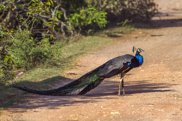 Indian peafowl in Bundala national park, Sri Lanka — Stock Photo, Image