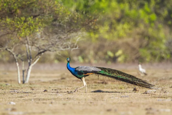 Indian peafowl in Bundala national park, Sri Lanka — Stock Photo, Image